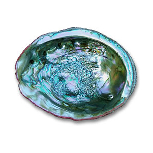 Concha Abalone Iridescente
