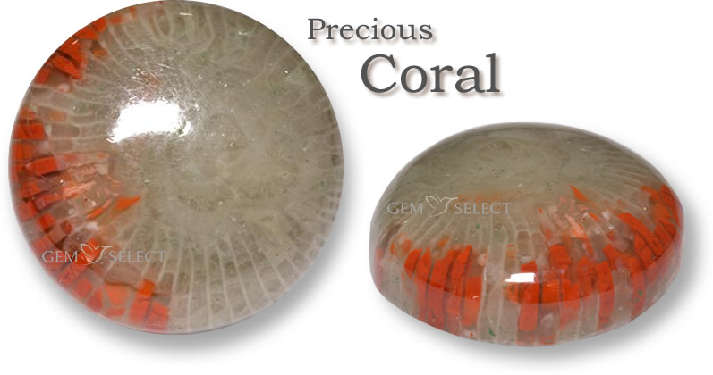 Compre pedras preciosas de coral para Touro na GemSelect - imagem grande