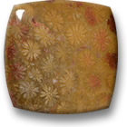 Cabochão Coral Fóssil