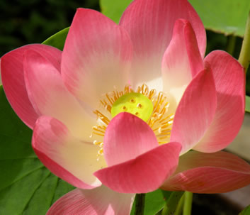 Flor de lótus