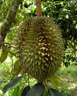 Fruta mundialmente famosa de Durian de Chanthaburi