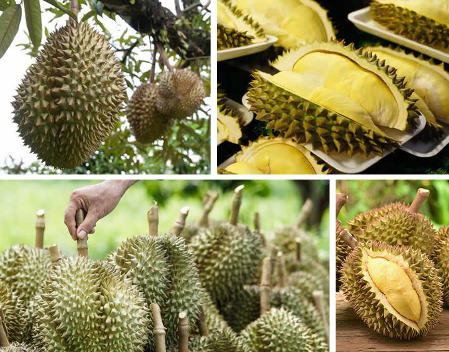 Durian - fruta fedorenta