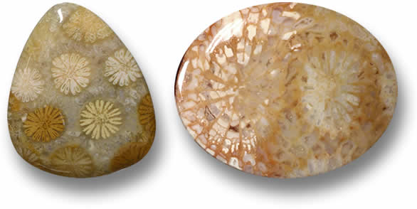 Coral fóssil solto à venda