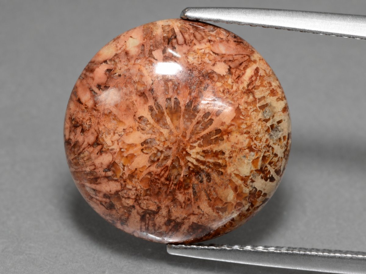 Visão aproximada de gemas de coral fossilizado natural.