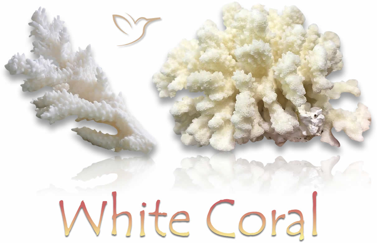 Pedras preciosas naturais de coral branco áspero