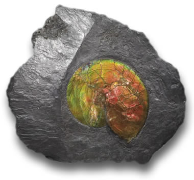 Fóssil de Amonita