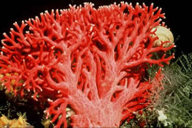 coral vermelho natural