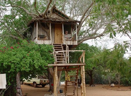 Nova casa na árvore