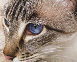 Um verdadeiro olho de gato