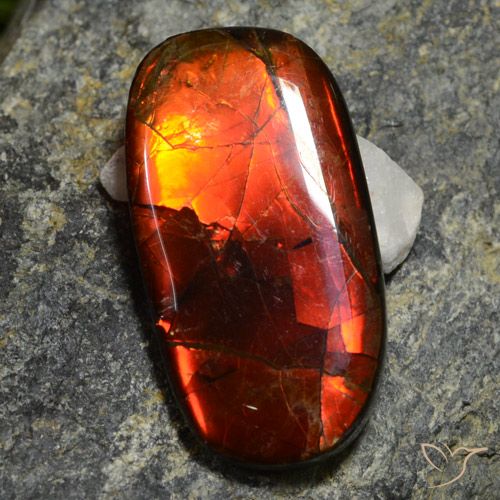 Ammolita multicolorido natural 11,42ct, forma extravagante, opaco