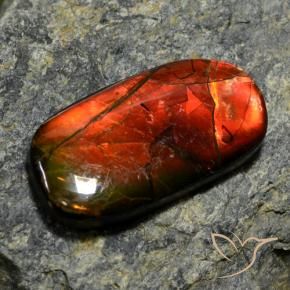 Ammolita multicolorido natural 11,42ct, forma extravagante, opaco