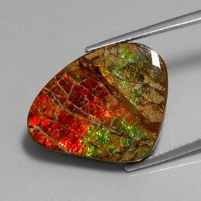 Ammolita multicolorido natural 17,71ct, forma extravagante, opaco