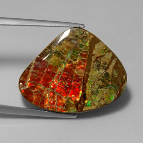 Ammolita multicolorido natural 17,71ct, forma extravagante, opaco