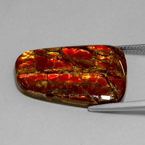 Ammolita multicolorido natural 18,54ct, forma extravagante, opaco