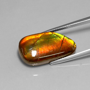 Amolita Multicolorido Natural 10.78ct, Forma extravagante, Opaco