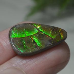 Ammolita multicolorido natural 8,39ct, forma extravagante, opaco