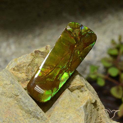 17.42ct Natural Multicolorido amolita, Chique, Opaco