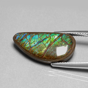 Ammolita multicolorido natural 9,39ct, forma extravagante, opaco