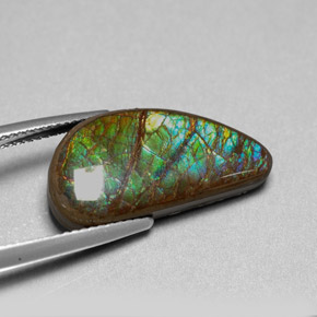 Ammolita multicolorido natural 9,39ct, forma extravagante, opaco