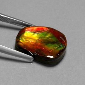 Ammolita multicolorido natural 10,55ct, forma extravagante, opaco