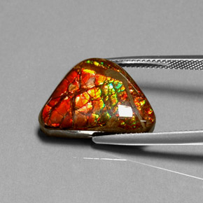 Ammolita multicolorido natural 11,49ct, forma extravagante, opaco