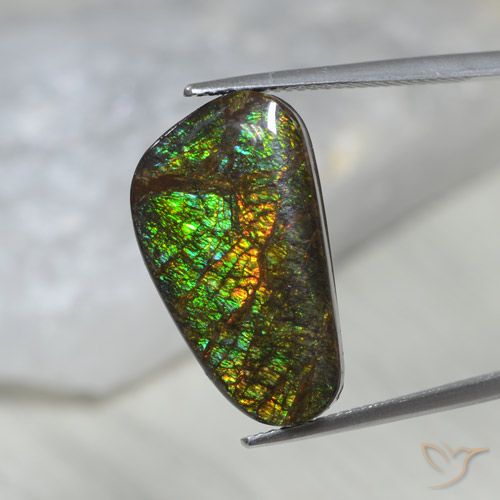 11.60ct Natural Multicolorido amolita, Chique, Opaco