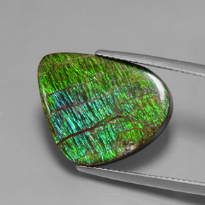 Ammolita multicolorido natural 12,97ct, forma extravagante, opaco