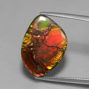 Ammolita multicolorido natural 13,21ct, forma extravagante, opaco