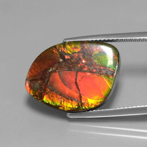 Ammolita multicolorido natural 13,21ct, forma extravagante, opaco