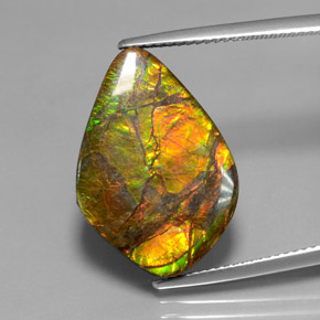 Ammolita multicolorido natural 10,41ct, forma extravagante, opaco