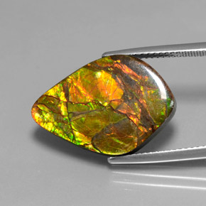 Ammolita multicolorido natural 10,41ct, forma extravagante, opaco
