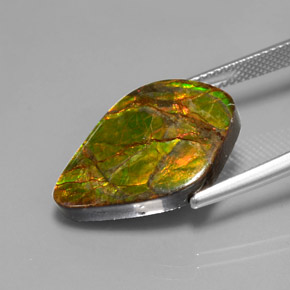 Ammolita multicolorido natural 10,41ct, forma extravagante, opaco