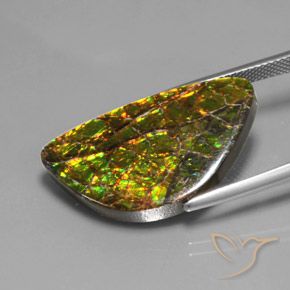 amolita Multicolorido Natural 17.66ct, Chique, Opaco