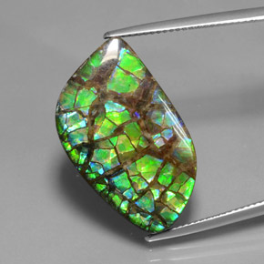 Amolita Multicolorido Natural 16.96ct, Forma extravagante, Opaco