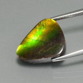 Ammolita multicolorido natural 6,81ct, forma extravagante, opaco
