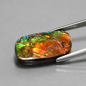 Ammolita multicolorido natural 11,39ct, forma extravagante, opaco