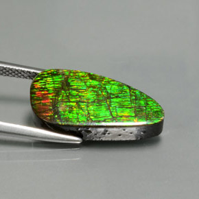 Ammolita multicolorido natural 7,57ct, forma extravagante, opaco