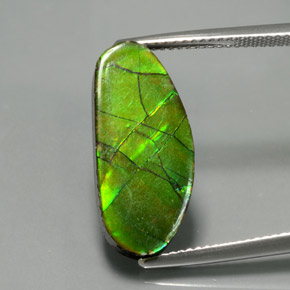 Ammolita multicolorido natural 6,87ct, forma extravagante, opaco