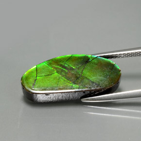 Ammolita multicolorido natural 6,87ct, forma extravagante, opaco