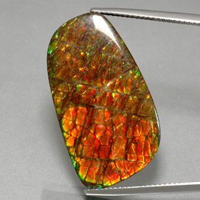Ammolita multicolorido natural 30,98ct, forma extravagante, opaco