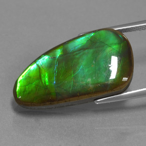 Ammolita multicolorido natural 12,83ct, forma extravagante, opaco