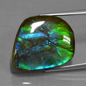 Ammolita multicolorido natural 15,30ct, forma extravagante, opaco