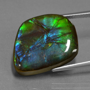 Ammolita multicolorido natural 15,30ct, forma extravagante, opaco