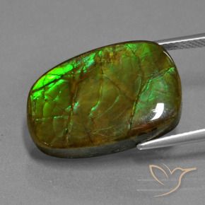 amolita Multicolorido Natural 13.93ct, Chique, Opaco