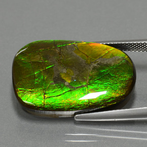 Ammolita multicolorido natural 24,20ct, forma extravagante, opaco
