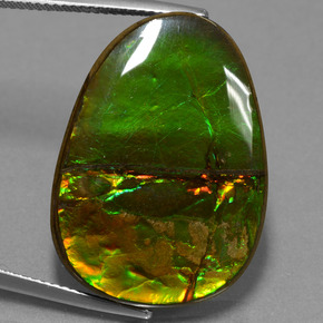 Ammolita multicolorido natural 24,70ct, forma extravagante, opaco