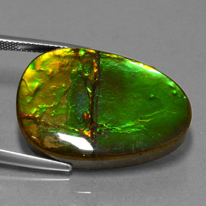 Ammolita multicolorido natural 24,70ct, forma extravagante, opaco