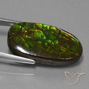 amolita Multicolorido Natural 21.50ct, Chique, Opaco