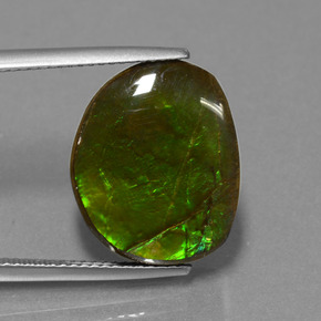 Amolita Multicolorido Natural 10.58ct, Forma extravagante, Opaco