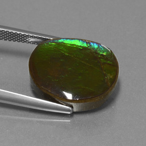 Amolita Multicolorido Natural 10.58ct, Forma extravagante, Opaco